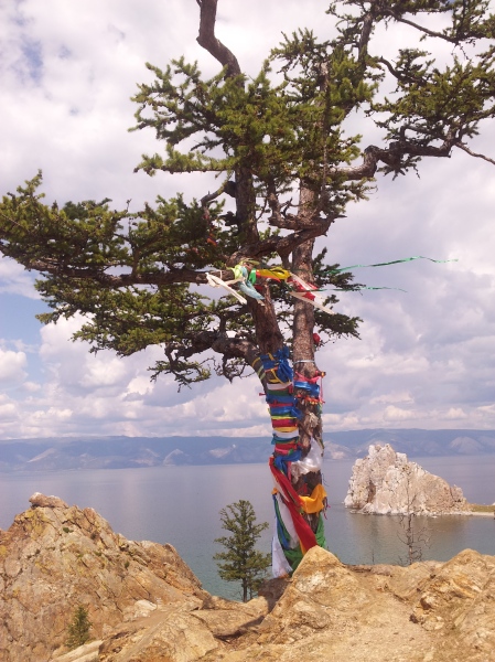 A sacred tree, with Shaman Rock in the background